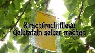 Gelbtafeln gegen Kirschfruchtfliegen selber machen [upl. by Modla]