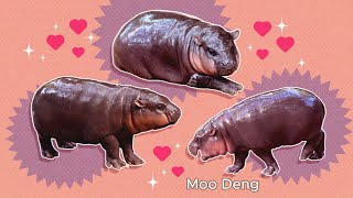 💖Moo Deng💖 Hippo Song 🎵 Music Video [upl. by Yajnas]