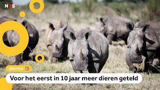 Goed nieuws Meer witte neushoorns in Afrika [upl. by Nosecyrb315]