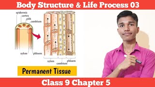 Permanent Tissue  Body Structure amp Life Process  Class 9 Science Chapter 5 In Nepali [upl. by Gnil]