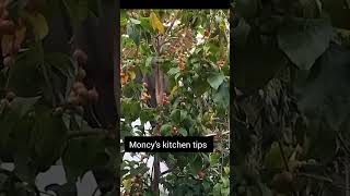 Lubica pickle  lololica  Indian coffee plum  Moncys kitchen tips [upl. by Wawro]