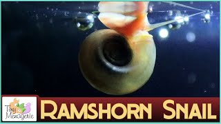 All about Ramshorn Snails  Why I love these fast breeding cleaners [upl. by Aizahs]