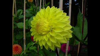 How to lift divide and store dahlias over winter the Geoff amp Heather way [upl. by Guglielmo]