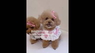 Toy Poodle Puppies available poodle puppies toypoodle teacuppuppies [upl. by Rogergcam20]