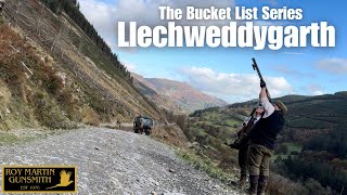 Extreme Welsh Pheasant Shooting At Llechweddygarth [upl. by Agn]