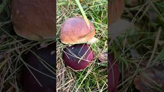 Grzybowy mezalians  Borowik szlachetny i gołąbek wymiotny mushroom fungi boletus borowiki [upl. by Gizela]