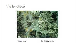 cours de biologie végétal thallophytes les lichens [upl. by Mccarty]