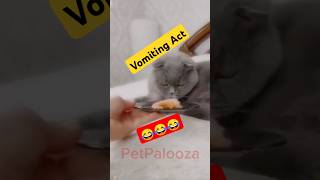 Cat vomiting Act shorts [upl. by Zoldi]