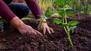 Cultivar habas guisantes y ajos en otoño  Bricomanía  Jardinatis [upl. by Niram142]