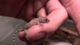 Baby House Gecko [upl. by Dan]