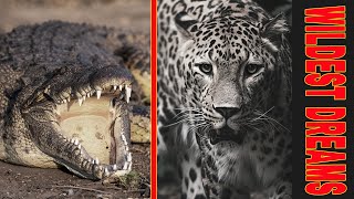 Zambia Safari Full Bag  Nile Crocodile Leopard Cape Buffalo Hunts and lots more [upl. by Anitsirt]