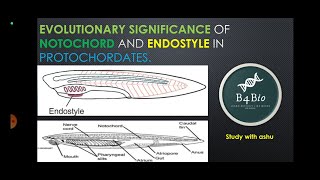 evolutionary significance of notochord and endostyle in protochordates endostyle msc zoology final [upl. by Carry]