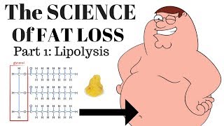 The SCIENCE of FAT LOSS Lipolysis [upl. by Colston571]