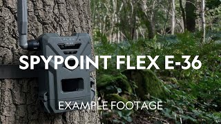 Example Footage  SpyPoint Flex E36 Cellular Trail Camera [upl. by Jurdi]