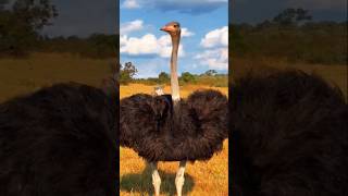 Ostrich Largest amp Fastest Bird 😲 shorts ytshorts [upl. by Blaze]