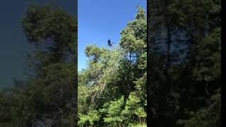 Sequoyah Fledges from AEF Hack Tower  July 18 2018 [upl. by Ablem14]