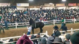 80000 MarKars Royal Reign 2020 Gordyville draft horse sale [upl. by Per]