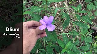 Philippine violet Barleria cristata [upl. by Asabi]