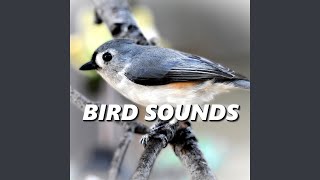 Inviting Bird Sounds [upl. by Dolores]