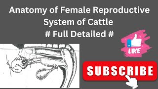 Anatomy of the Female Reproductive System of Cattle 🐄 Splanchnology of Veterinary [upl. by Joo831]