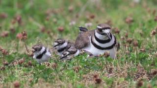 Killdeer Chicks Hatch Day 61116 [upl. by Artimid]