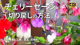 【チェリーセージ】梅雨入り前の切り戻しの方法 [upl. by Lon]