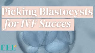 Hatching Blastocyst Success Rates [upl. by Whitcomb401]