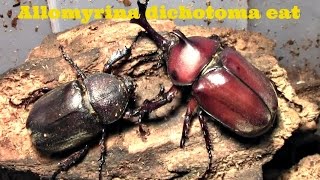 Allomyrina dichotoma Trypoxylus dichotomus eat [upl. by Festatus308]