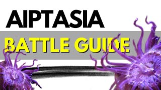 How I defeated Aiptasia In My Reef Aquarium The Ultimate Battle Guide [upl. by Spieler]