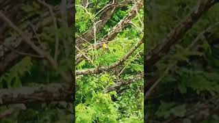 American Goldfinch perced up high in tree nature bird goldfinch [upl. by Assilaj]