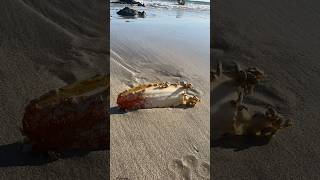 Cuttlefish bone washed up with what seems to be hermit crabs claiming a home with a bite mark [upl. by Greene]