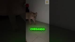 Imagina um leao dentro de casa kkjk lunatico [upl. by Ynffit]