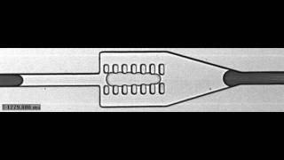 Pillarinduced droplet merging in a microfluidic channel [upl. by Eniamert87]