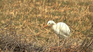 Grote zilverreiger vangt muis [upl. by Kiri]