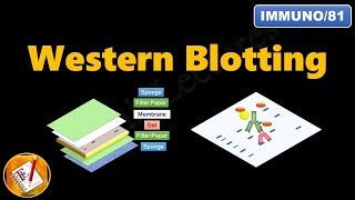 Western Blotting Immunoblotting  Principle and Complete Procedure Explained  FLImmuno81 [upl. by Neliac689]