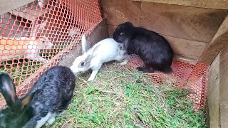 Breeding of two different breeds of rabbits [upl. by Gene]