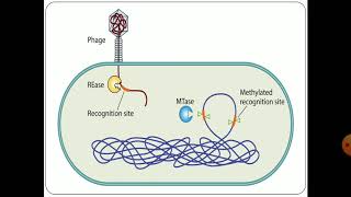 Restriction Modification Enzymes [upl. by Ahtis599]