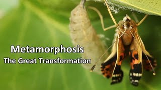 Metamorphosis  The Great Transformation [upl. by Ahseym]