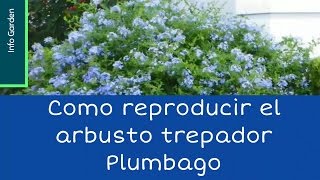 Como reproducir el arbusto trepador PlumbagoCelestina Jazmín azul [upl. by Aihsila746]