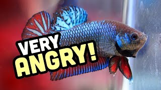 Why do betta fish fight  Why are bettas aggressive [upl. by Edya353]