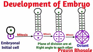 Embryogenesis  Development of Embryo Plants  Pravin Bhosale [upl. by Redlac]