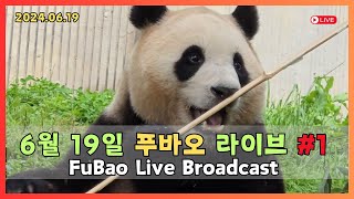 2024년 6월 19일 푸바오 주간 직촬FuBao Live Broadcast 1 [upl. by Arad]