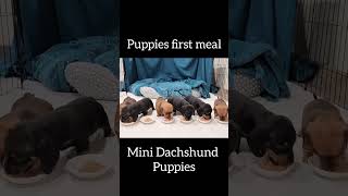 4 Week Old Mini Dachshund Puppies First Meal  View full video on our channel [upl. by Drahsir]