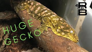 GIANT Geckos with Leapin Leachies [upl. by Raquel]