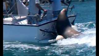 Sea Lion Attacks Boat In Cabo San Lucas [upl. by Schmeltzer267]