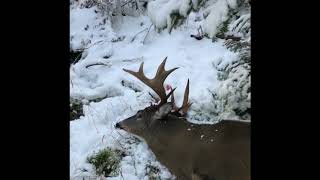 Adirondack big woods 12 Point Buck [upl. by Dadivitan]