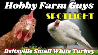 HFG Farm Animal Spotlight Beltsville Small White Turkey [upl. by Vassaux]