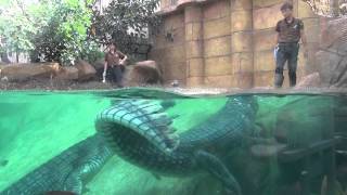 Indian Gharial Feeding Time  River Safari [upl. by Moon]