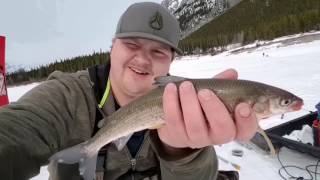 Kananaskis Country Fishing  Char amp Rocky Mountain Whitefish [upl. by Jordana]