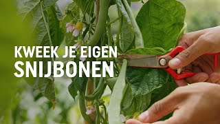 Snijbonen zaaien kweken en oogsten  DIY video  Pokon Groen doet je goed [upl. by Warford]